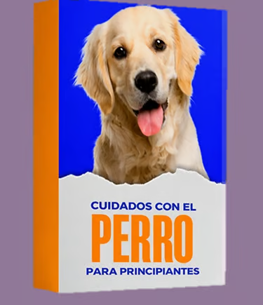 Cuidados con el perro para principiantes